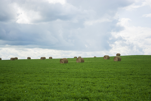 hay bales carbon texas
