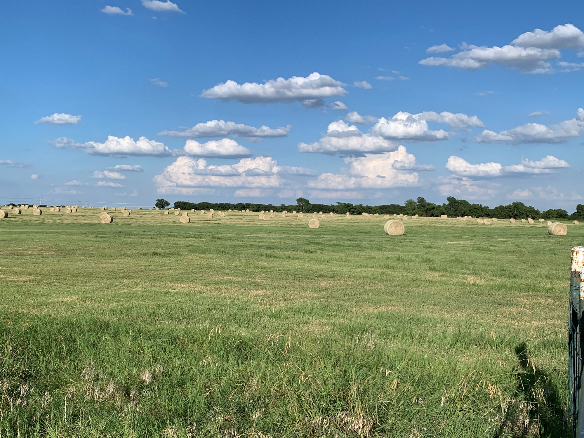 buy hay bales